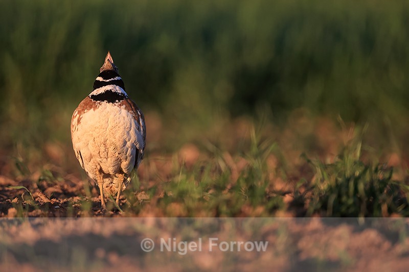 Little Bustard calling front view, Montgai, Spain - Little Bustard