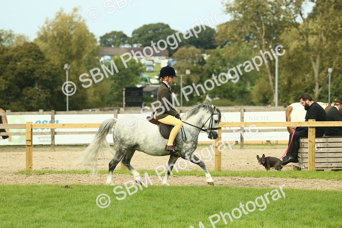 SBM_69844 - S59 - Mountain & Moorland Ridden Small Breeds