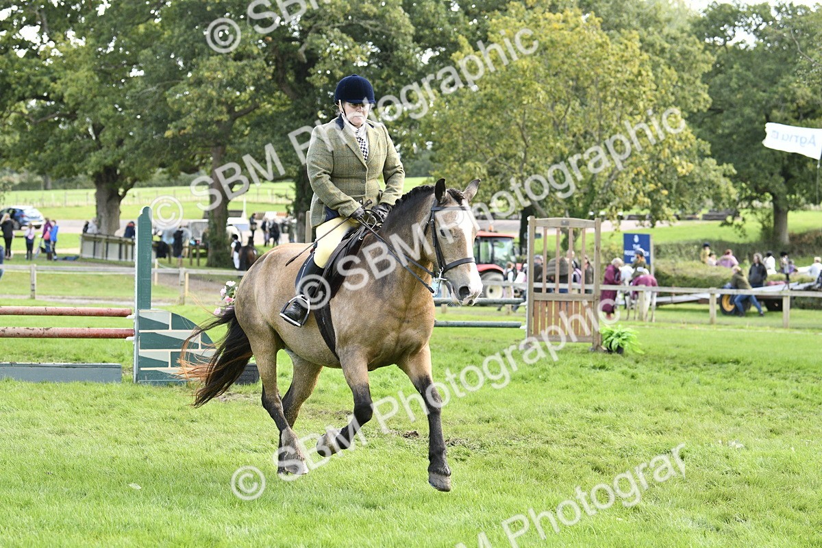 SBM_45763 - S33 - Working Hunter Pony