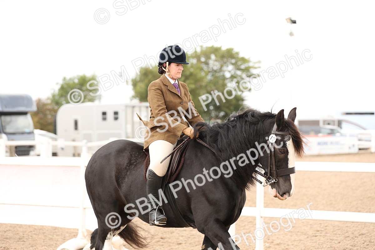 SBM_19626 - Class 216 - Ridden Traditional - Native Cob