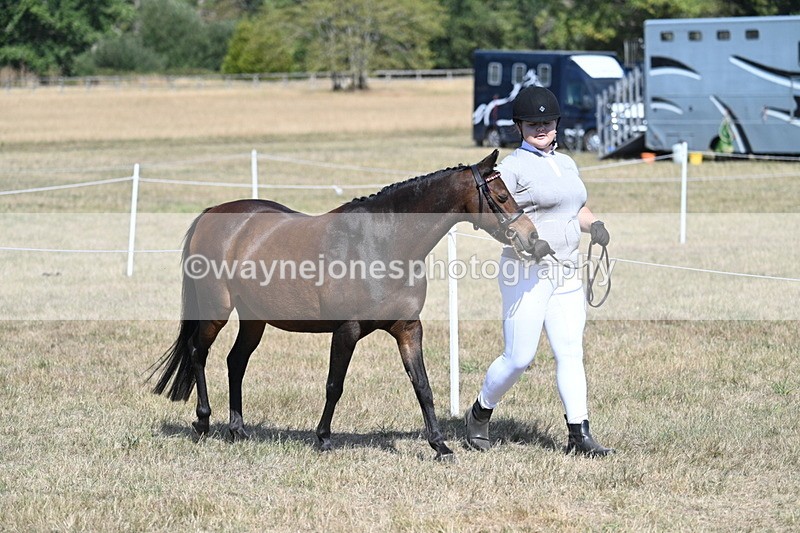 WJ7_1155 - Class 41 Prettiest Mare