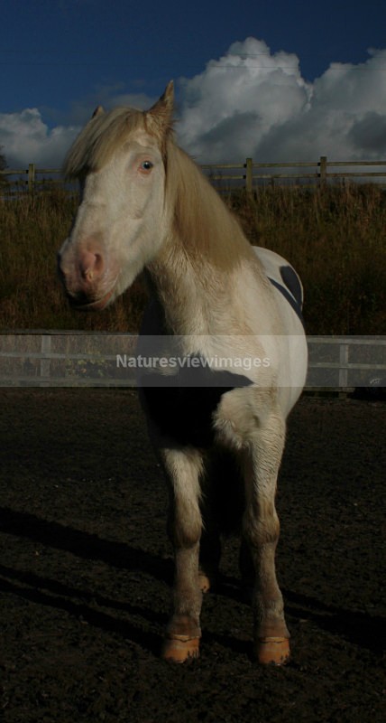 Horse Edited 22 of 68 - Pet Photography