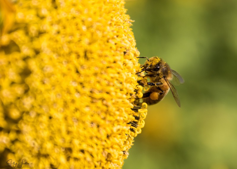 Sunflower and Bee 24