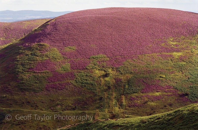 Grindle II - The Long Mynd
