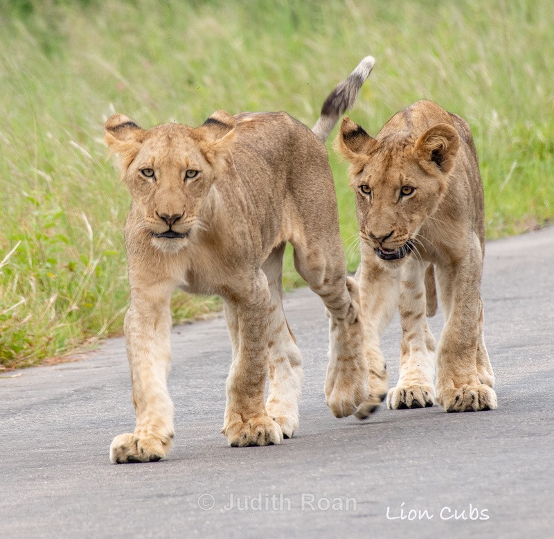  - South Africa Birds and Mammals