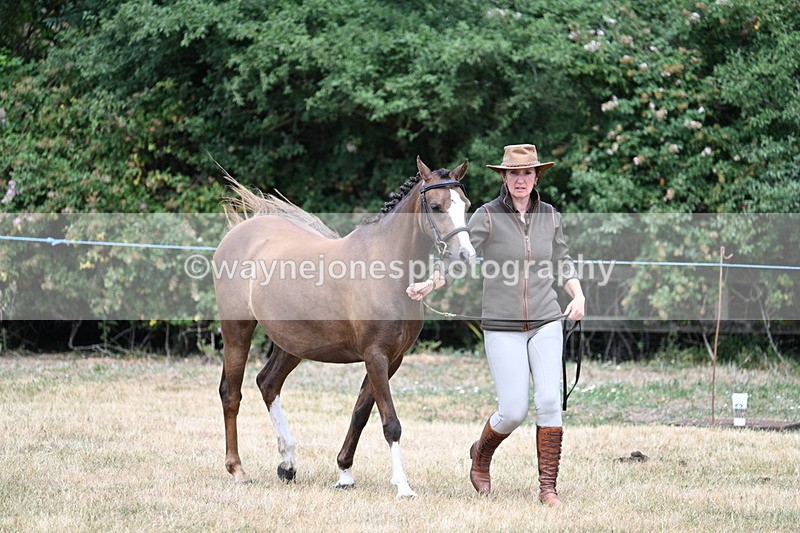 WJ7_1523 - Class 4 Prettiest Mare up to 14.2hh in hand