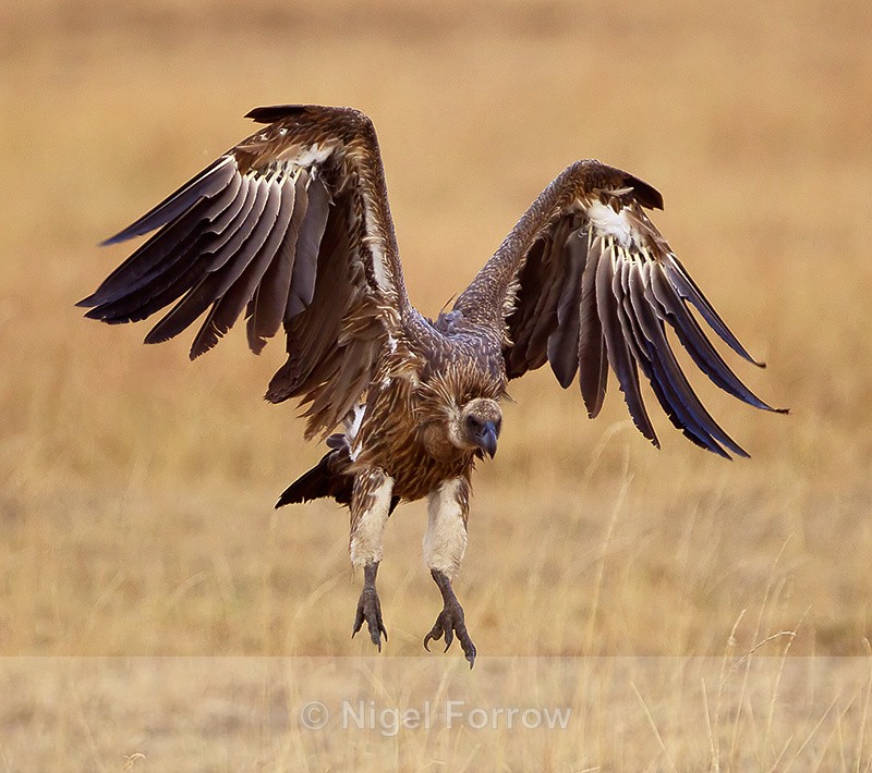 White-backed Vulture about to land - White-backed Vulture