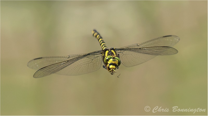 Golden-ringed dragonfly eating prey in flight - Wee Beasties