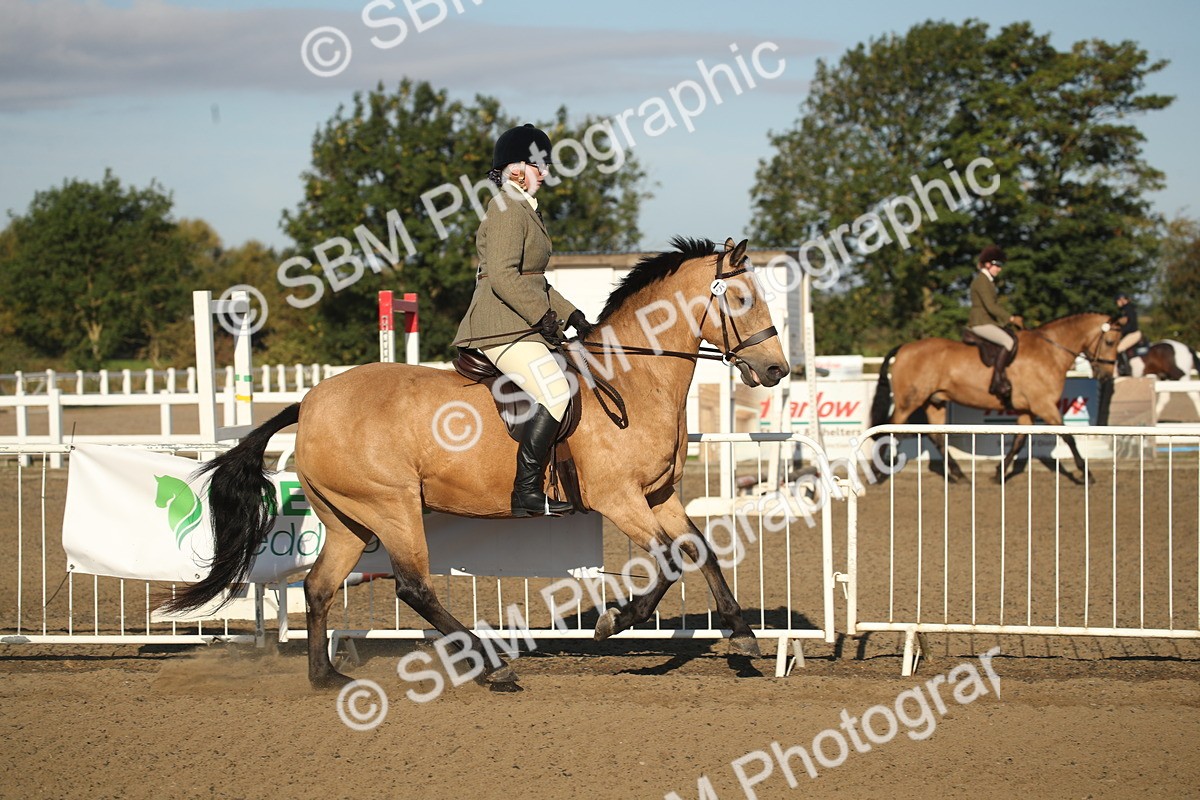 SBM_11515 - Class 502 - Riding Club Horse