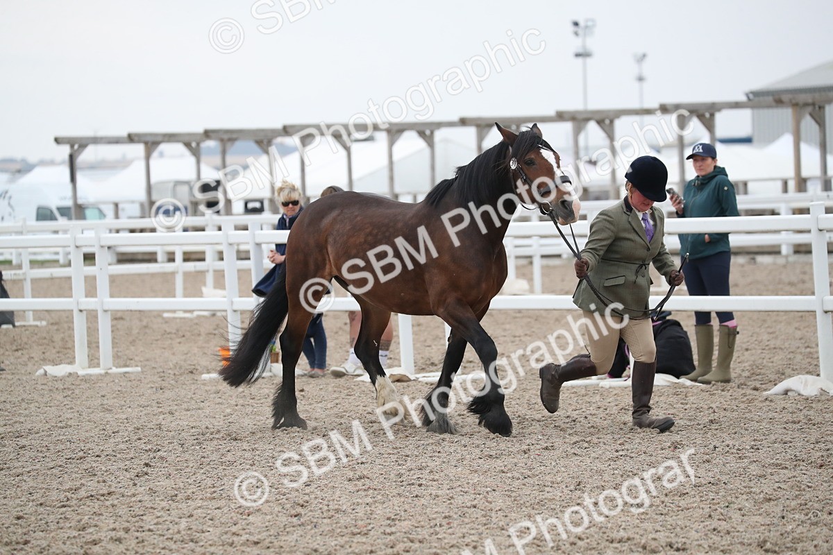 SBM_18293 - Class 318 IH Part bred Horse/Pony