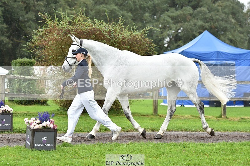 231018-125122-00571 - 072-CARROW.IROKO-Alice.England-TrotUp