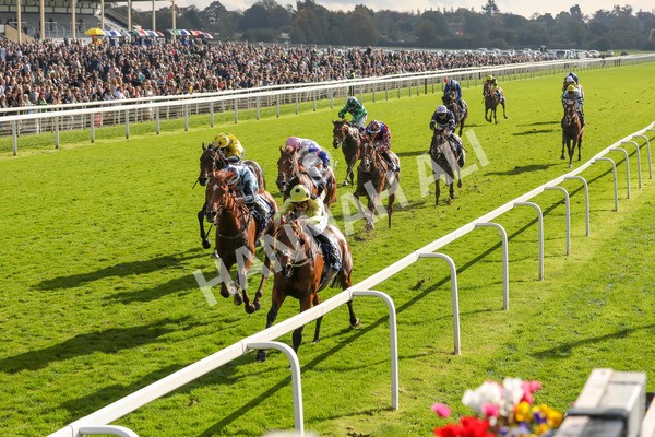 121024-Race 2-Bolster-7248 - Race 2 2.05pm Coral Daily Rewards Shaker Handicap