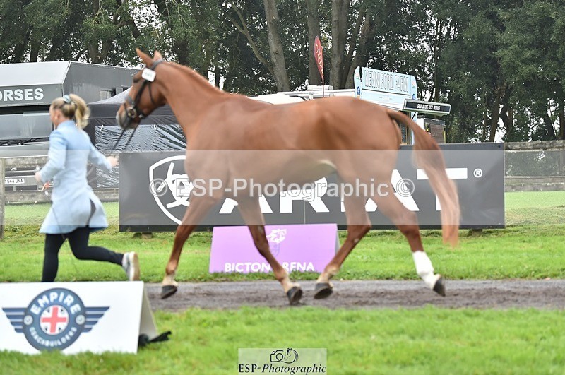 231018-123142-00357 - 043-OTTENTIK.NOBILITY-Dani.Evans-TrotUp