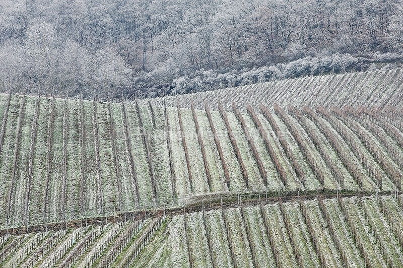  - Vineyards & Vines / Weinberge & Reben