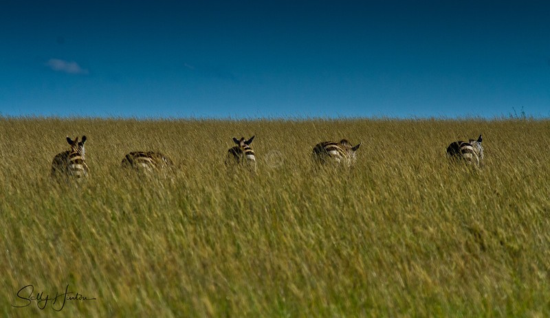 Zebras in Long Grass