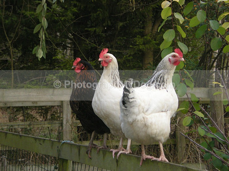  - Other Animals