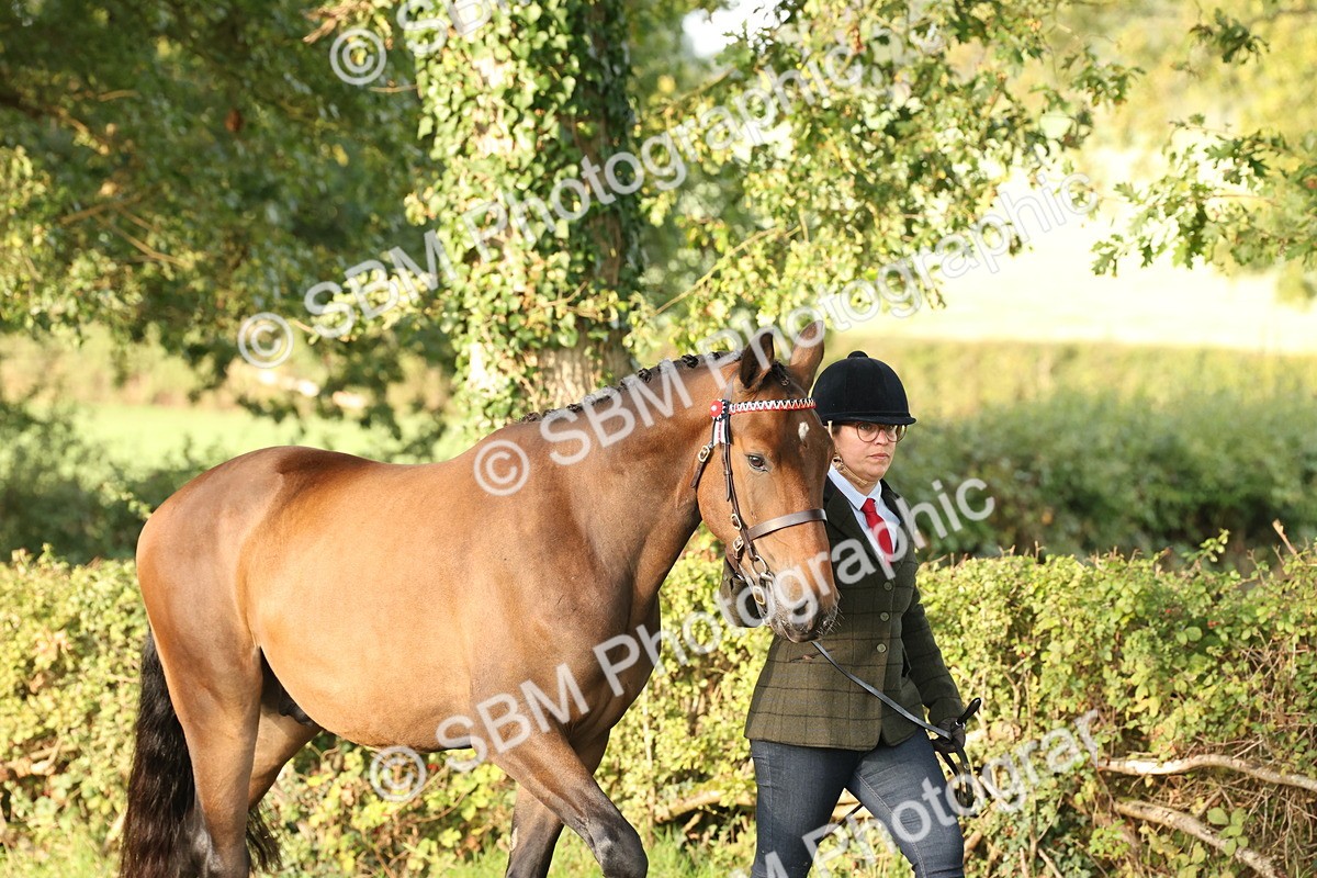 SBM_54924 - S52 - Riding Horse & Hack & thoroughbred In Hand