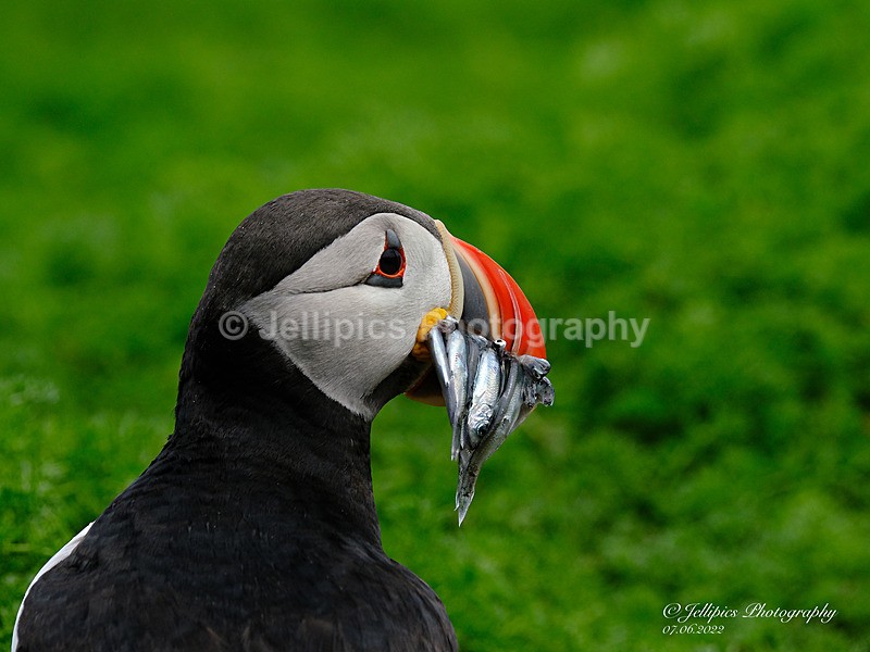  - Wildlife and Nature