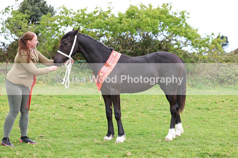 3E7A0913 - In Hand Championship