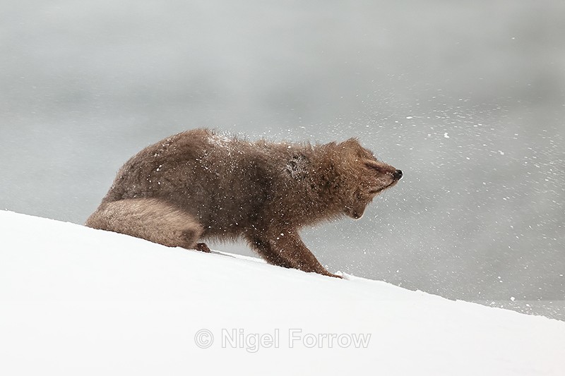 Arctic Fox snow shake (frame 2), Hornstrandir, Iceland - Arctic Fox