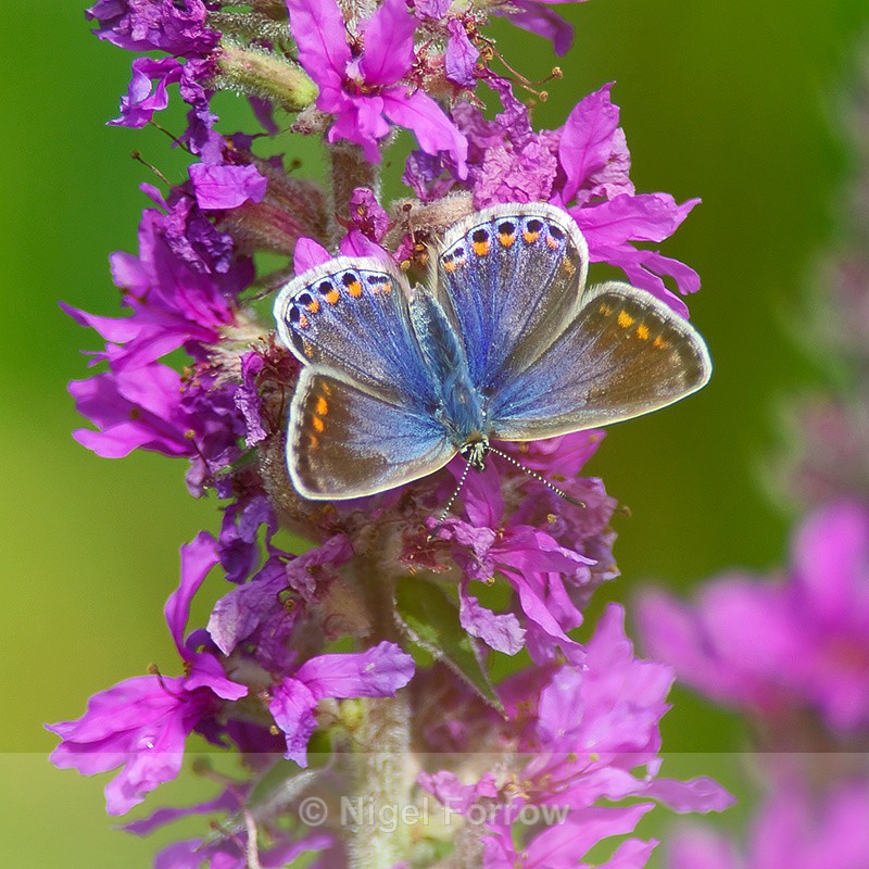 Common Blue (female) on Purple Loosestrife - INSECTS