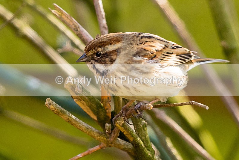 20150321-8E0A8369 - Buntings