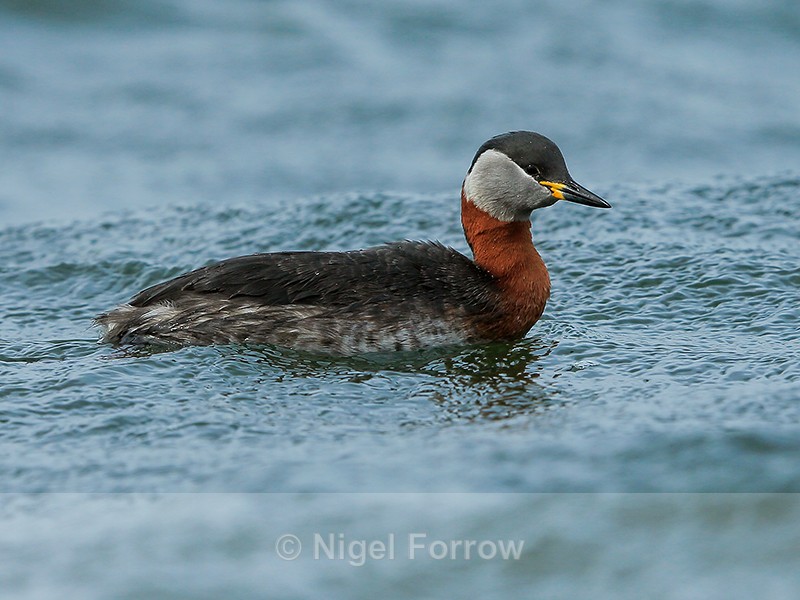 Red-necked Grebe, Farmoor Reservoir - Red-necked Grebe