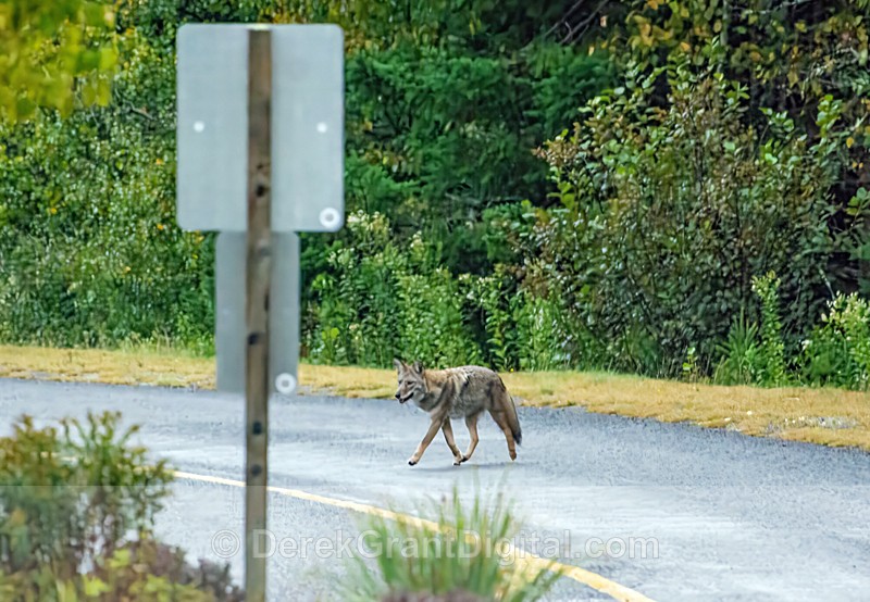 Coyote on the Prowl - Urban Wildlife
