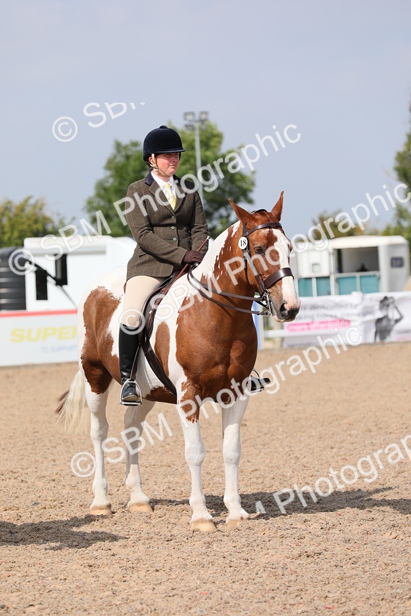 SBM_13499 - Class 308 Ridden Coloured Horse