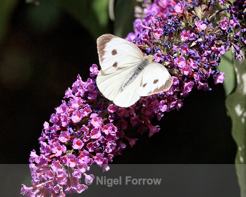 Large White on buddleia flower, Oxfordshire, UK - INSECTS