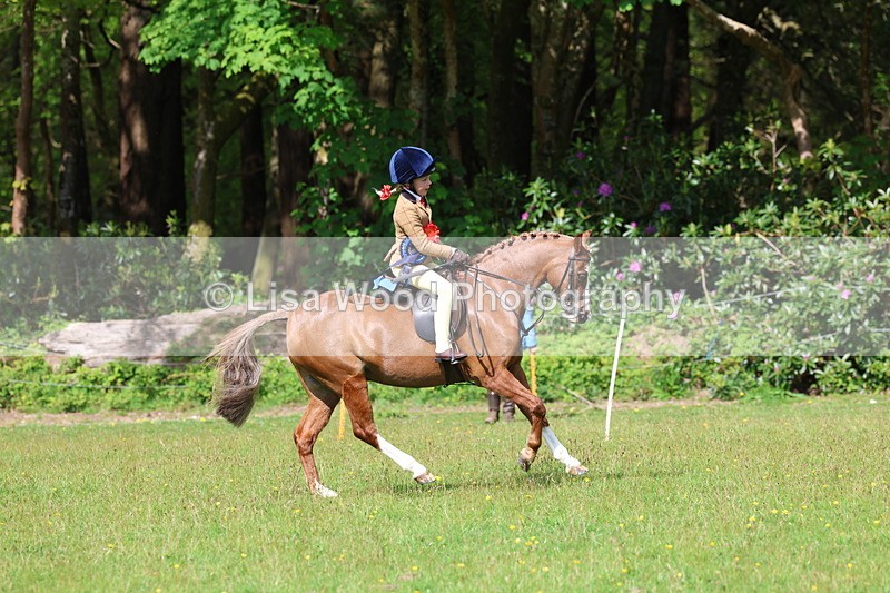 3E7A2784 - Working Hunter Championship