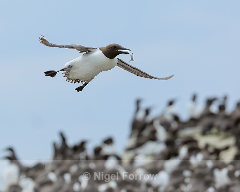 Guillemot with fish in flight, Farne Islands - Guillemot