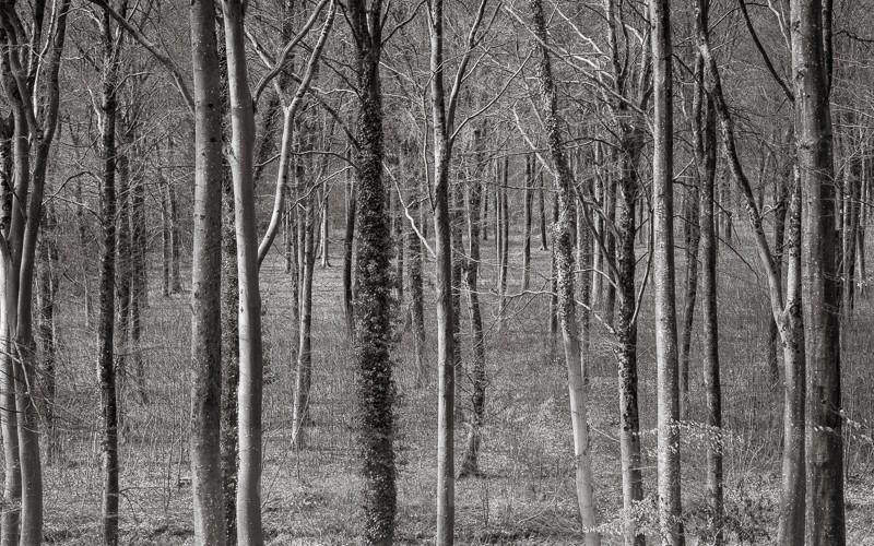  - Chase Woods