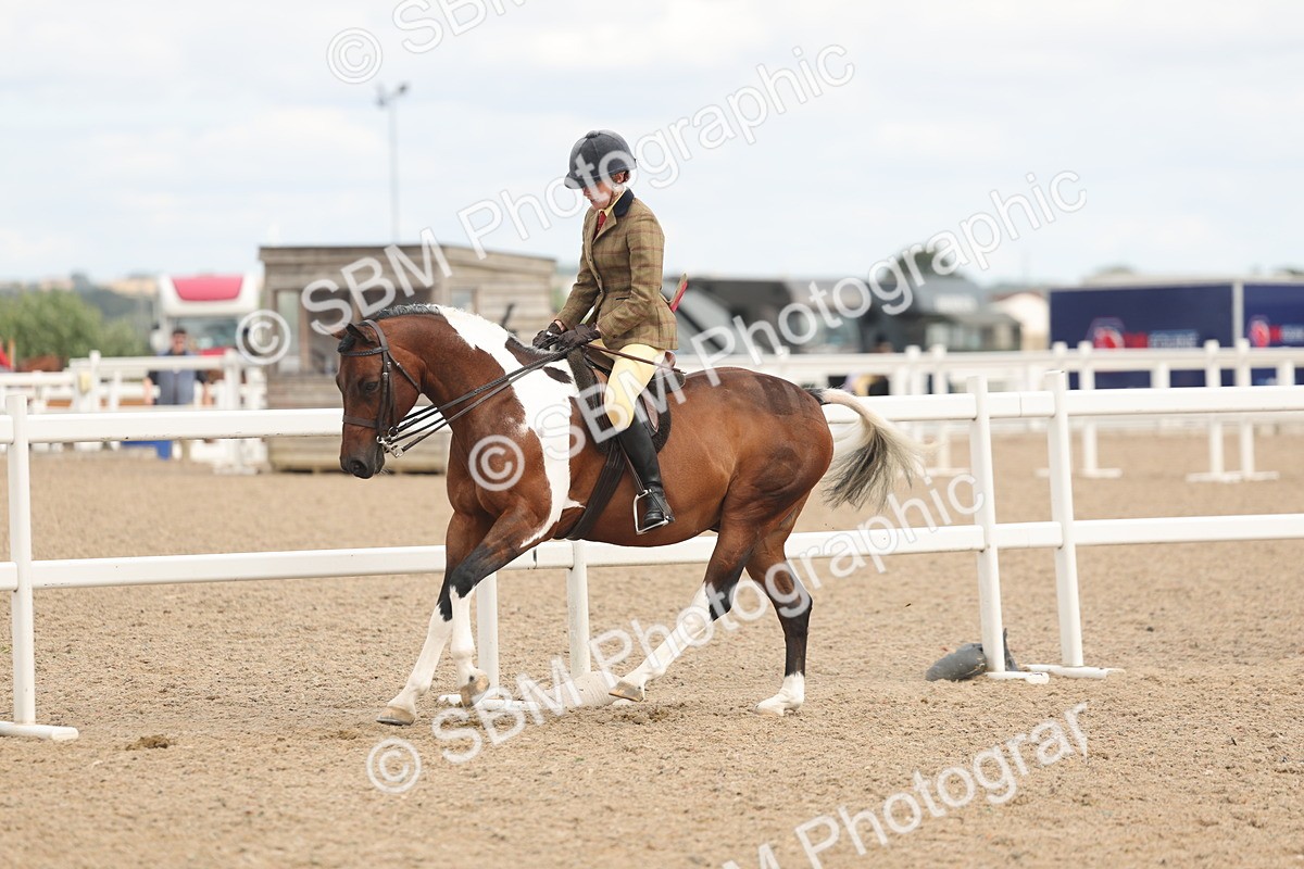 SBM_16016 - Class 311 - Ridden Show pony-Show hunter Pony