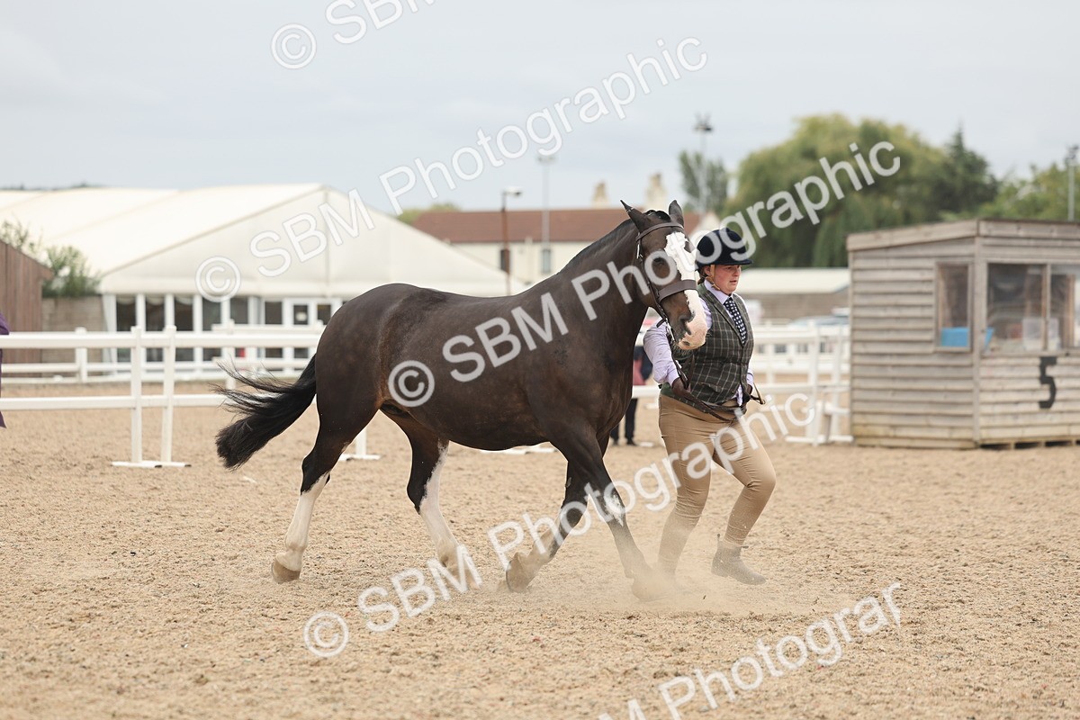SBM_19839 - Class 318 - IH Part Bred Horse-Pony