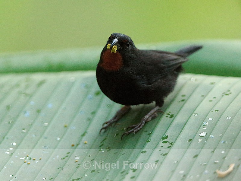Lesser Antillean Bullfinch (male), Fond Doux Plantation, St Lucia - Lesser Antillean Bullfinch