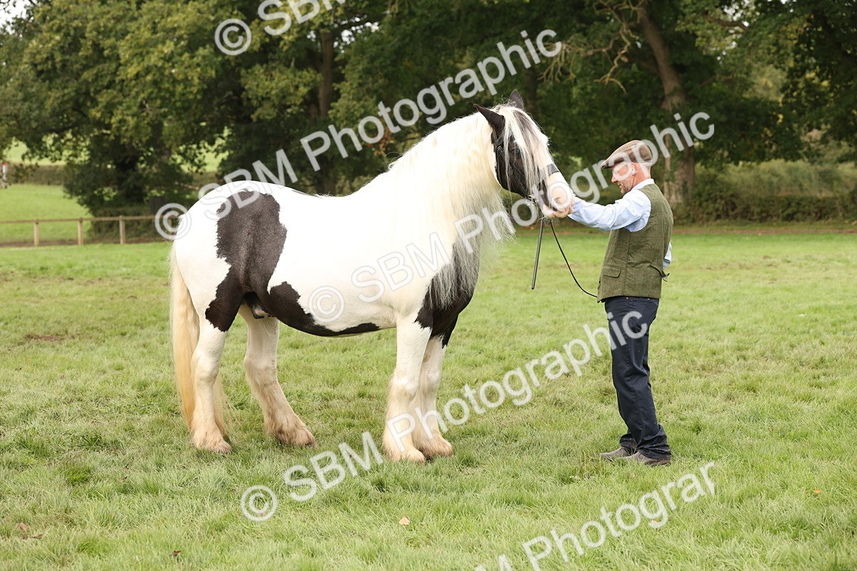 SBM_57516 - S56 - Show Cob in Hand