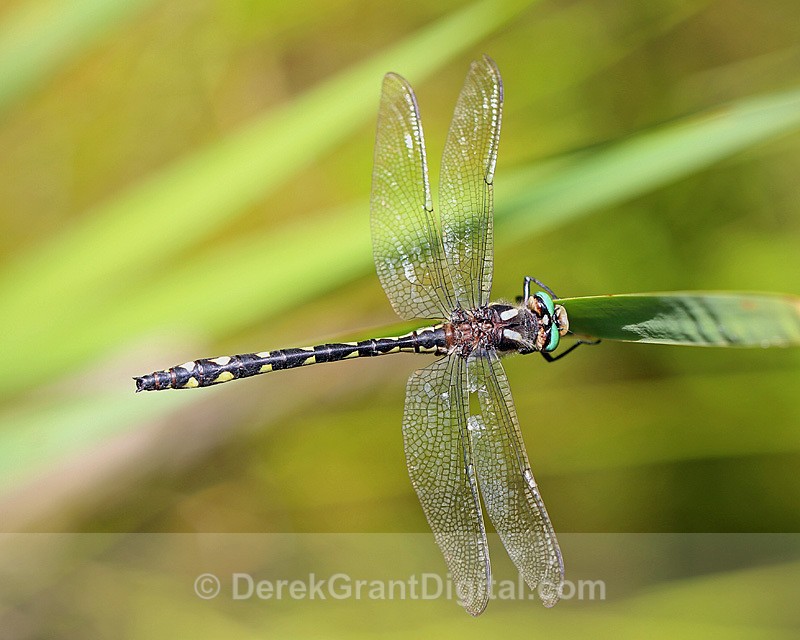 Cordulegaster diastatops delta-spotted spiketail male - Dragonflies of Atlantic Canada