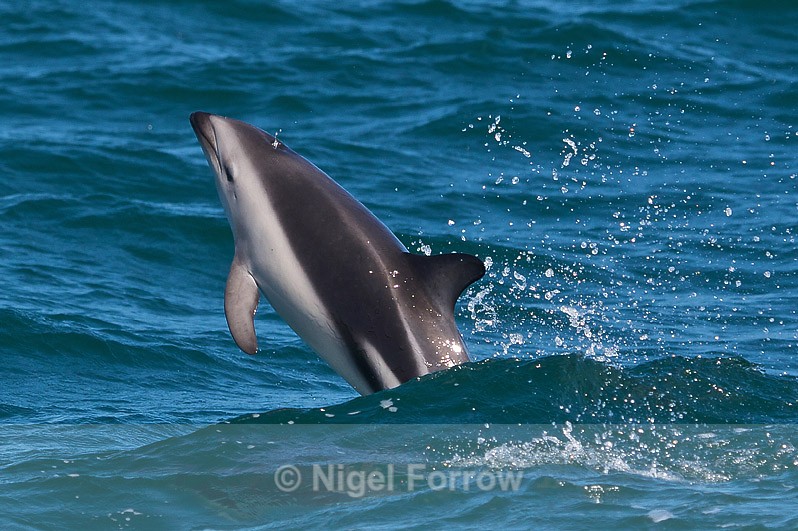 Dusky Dolphin breaching near Kaikoura - Dolphin