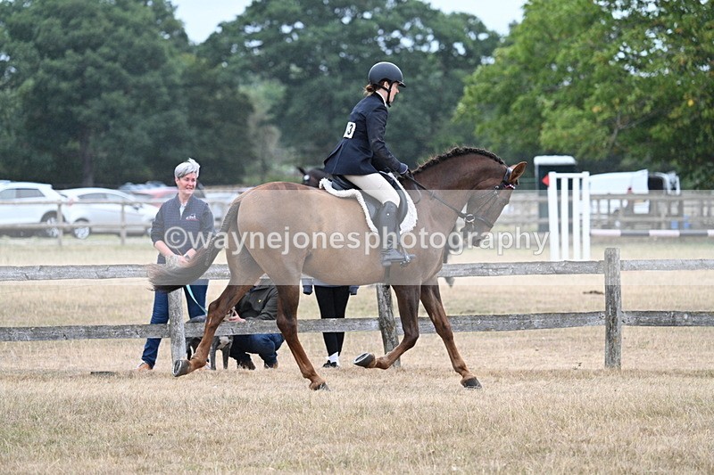 WJ7_0895 - Class 7 Riding Club Show Horse
