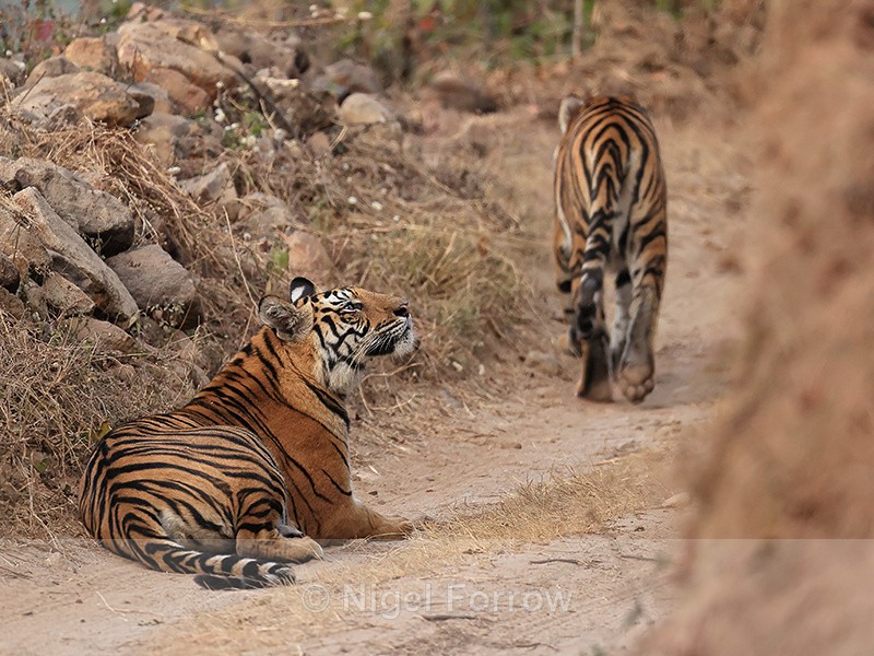 Two Tigers on narrow road, Bandhavgarh Reserve, Madhya Pradesh, India - Tiger