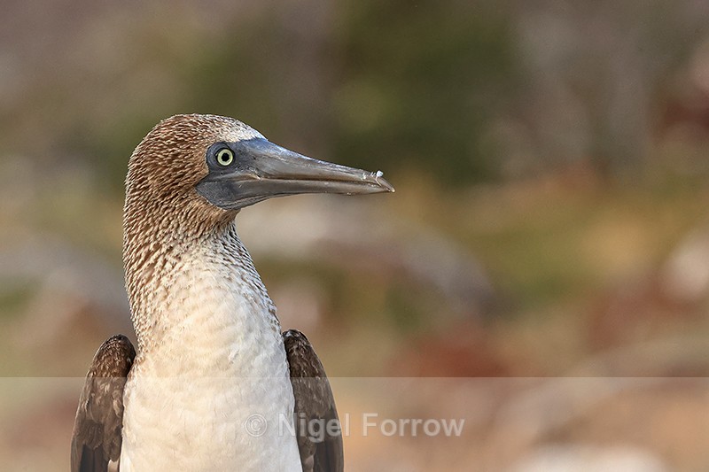 Blue-footed Booby (adult) portrait, North Seymour, Galapagos - Blue-footed Booby
