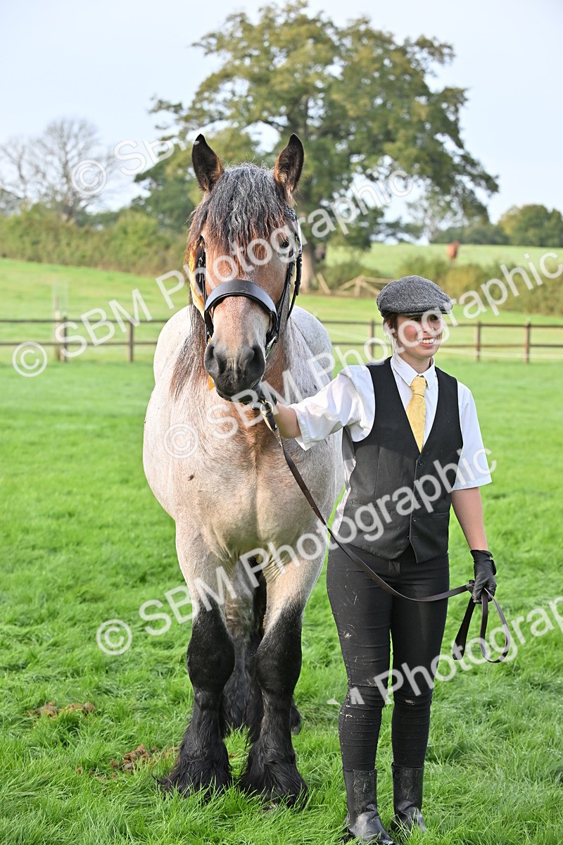 SBM_55397 - S44 - Youngstock In Hand