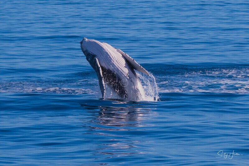 0A3A8629 - 2024 Hervey Bay Whales