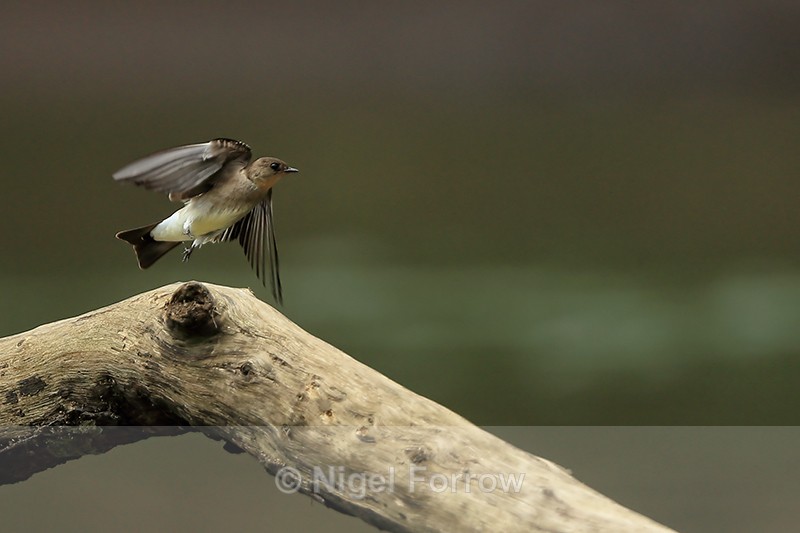 Southern Rough-winged Swallow takes off, Rio Sarapiqui, Costa Rica - Southern Rough-winged Swallow