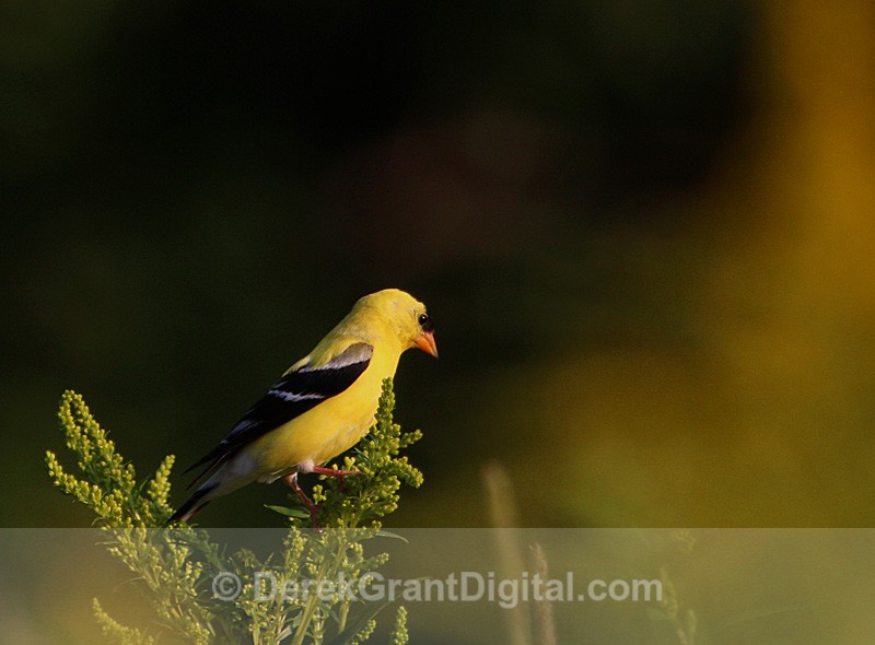 American Goldfinch (m) - Birds of Atlantic Canada