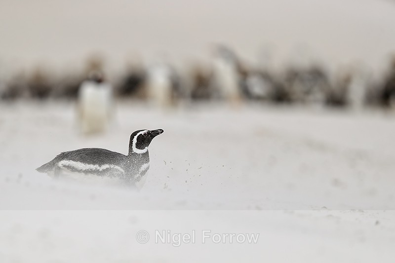 Magellanic Penguin sliding on beach, Carcass Island, Falklands - Magellanic Penguin