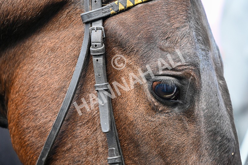 020526-Race 1-Arapaho Gold-9012 - Race 1 1.35pm Steve Poskitt's 60th Birthday Restricted Maiden Stakes