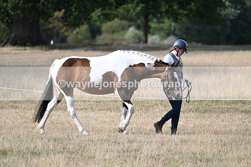 WJ7_8063 - In-hand Championship