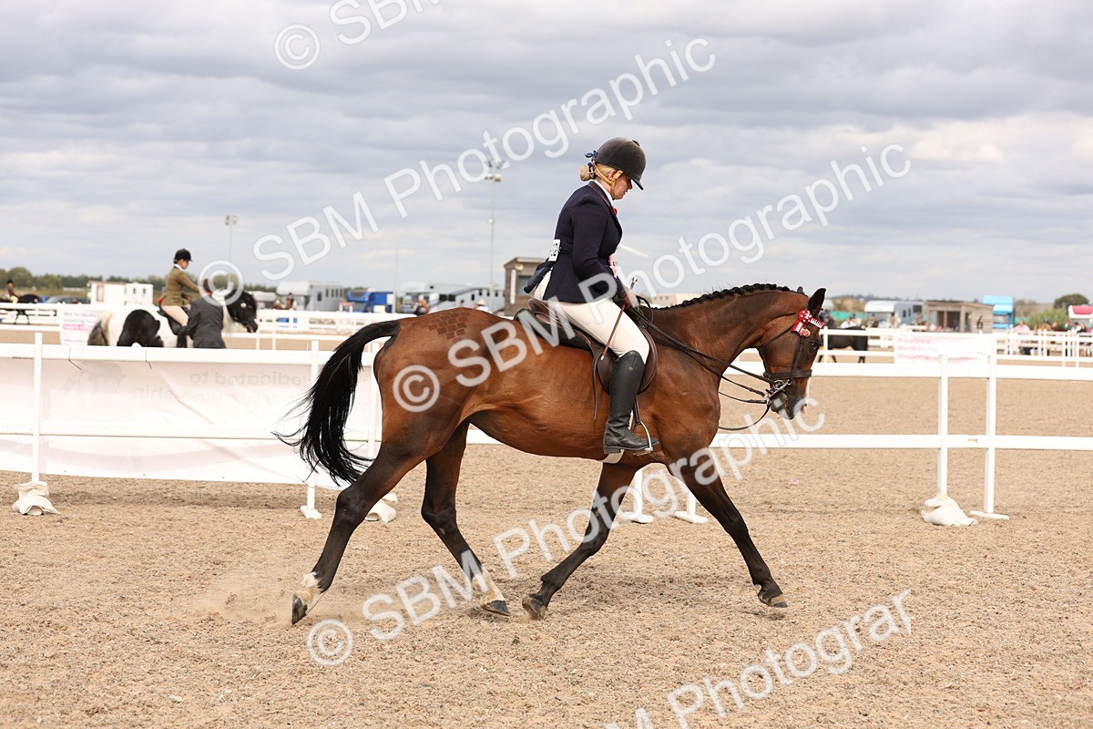 SBM_17390 - Class 214 - Ridden Hack Riding Horse
